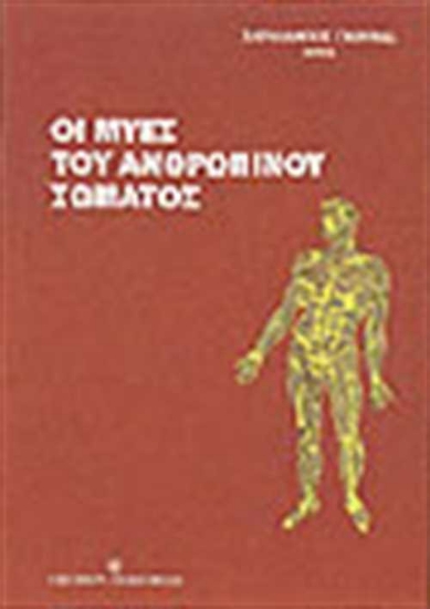 Εικόνα Οι μύες του ανθρώπινου σώματος